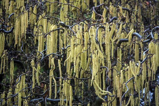Hazelnut, corkscrew hazel (Corylus avellana contorta), flowering, Baden-W&uuml;rttemberg, Germany