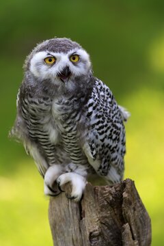 Snowy owl (Bubo scandiacus), adult, hooting, on lookout, Kasselburg, Eifel, Germany