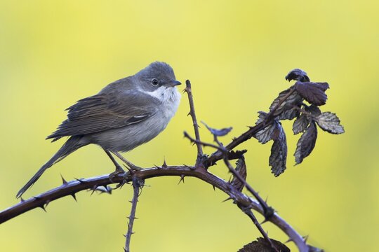 Common whitethroat (Sylvia communis) on blackberry branch, Hesse, Germany