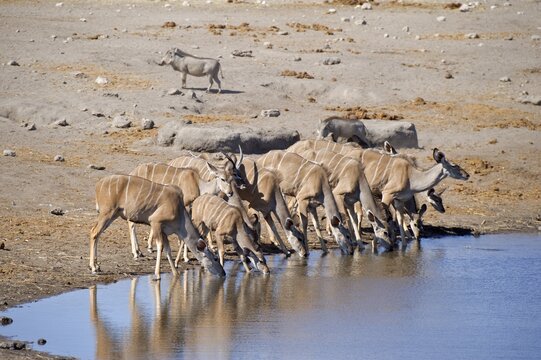 Group of female Greater Kudu (Tragelaphus strepsiceros) drinking at Chudop Waterhole near Namutoni, Etosha National Park, Namibia, Africa