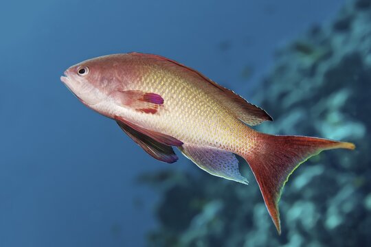 Sea goldie (Pseudanthias squamipinnis) Red Sea, Jordan