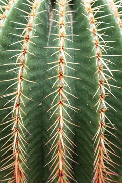 Golden Barrel Cactus or (Echinocactus grusonii), cactus, spines, detail view, botanical garden, Dahlem, Berlin, Germany