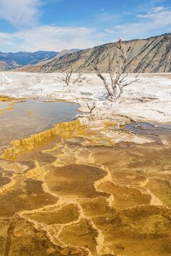Dead trees on sinter terraces, hot springs, orange mineral deposits, Palette Springs, Upper Terraces, Mammoth Hot Springs, Yellowstone National Park, Wyoming, USA