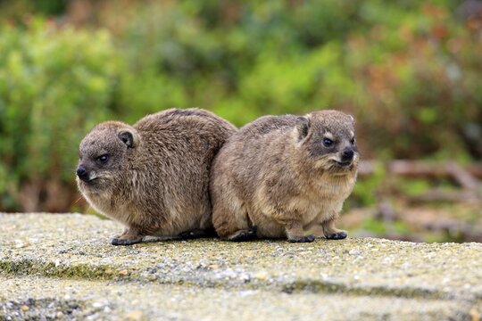Rock Hyraxes (Procavia capensis), two young, Betty's Bay, Western Cape, South Africa