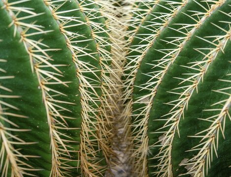 Mother-in-law chair (Echinocactus grusonii) or golden-ball cactus, cactus, spines, close-up, Botanical Garden, Dahlem, Berlin, Germany