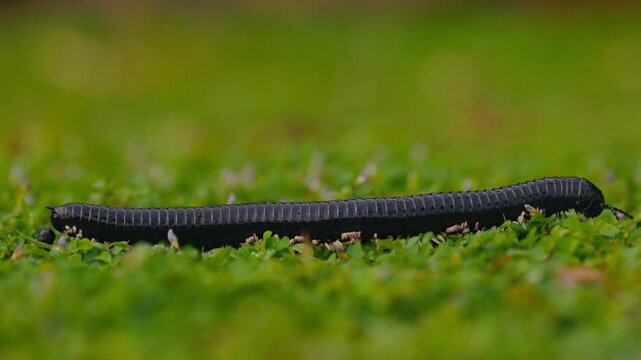 Giant millipede Spirostreptus centrurus crawling through green grass in natural habitat, detailed macro view of a large arthropod moving slowly with many legs, wildlife behavior and texture of segment