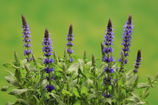 Woodland sage (Salvia nemorosa), flower, flowering, Ellerstadt, Germany