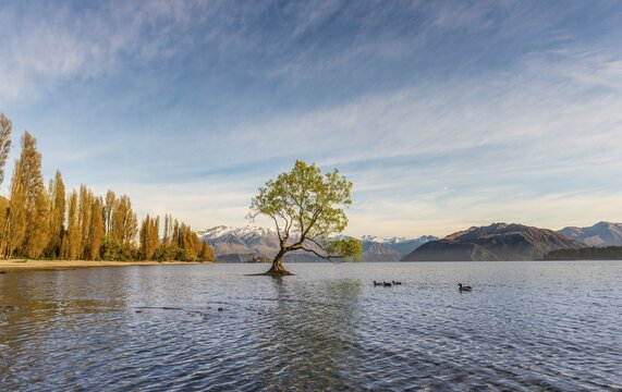 Single tree standing in water, The Wanaka Tree, Lake Wanaka, Roys Bay, Otago, Southland, New Zealand