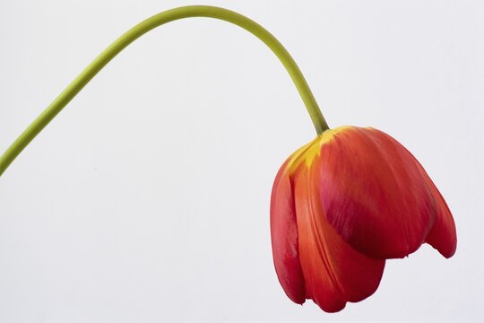 Tulip (Tulipa), orange petals, Germany