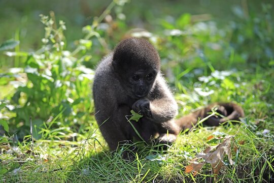 Brown woolly monkey (Lagothrix lagotricha), young animal eating, captive