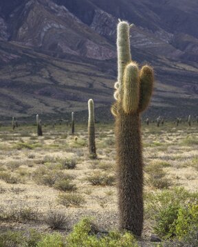 Plateau with Echinopsis atacamensis cacti, Cachi, Salta, Argentina