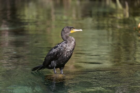 Double-crested cormorant (Phalacrocorax auritus), sitting on tree trunk in the river, Rainbow River, Rainbow Springs State Park, Dunnelon, Florida, USA