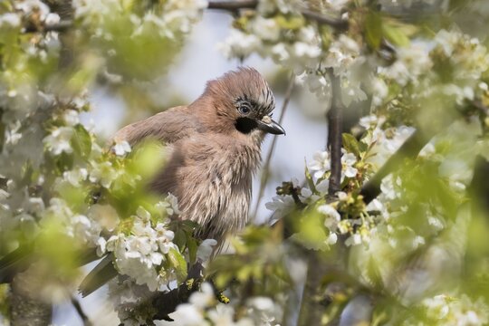Eurasian jay (Garrulus glandarius) sitting on branch of a flowering cherry tree, Hesse, Germany