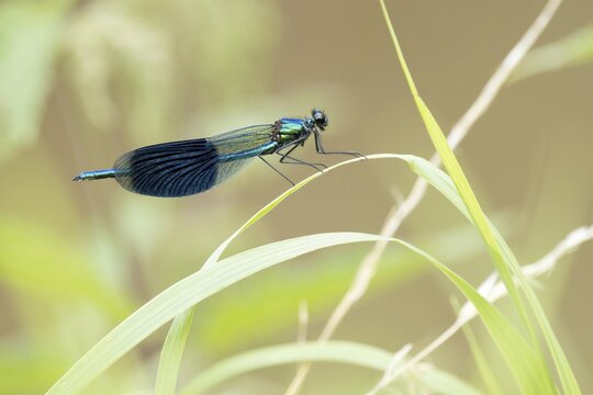 Banded demoiselle (calopteryx splendens), male, sitting on reed stalk, Hesse, Germany