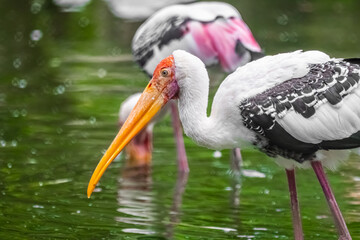 Fototapeta premium Painted stork bird, Painted stork photography, Mycteria leucocephala, Painted stork flying, Painted stork feeding, Painted stork nest, Painted stork colony, Painted stork wetland, Painted stork lake.