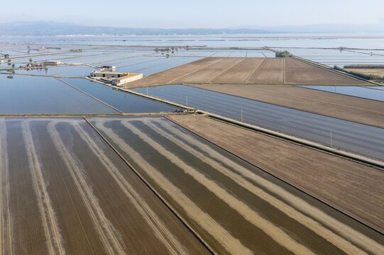 Flooded rice fields in May, the tracks are caused by a tractor sowing rice seeds, the dry patches are experimentally cultivated with dryland rice, aerial view, drone shot, Ebro Delta Nature Reserve, Tarragona province, Catalonia, Spain
