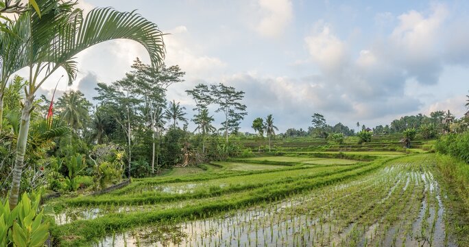 Rice terraces of Jatiluwih, Bali, Indonesia