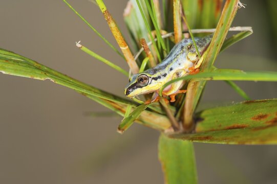 Blue-back Reed Frog (Heterixalus madagascariensis), Madagascar