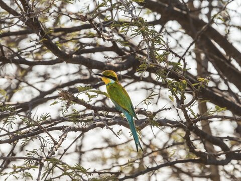 Blue-cheeked Bee-eater (Merops persicus) perched on a dry acacia tree, Etosha National Park, Namibia