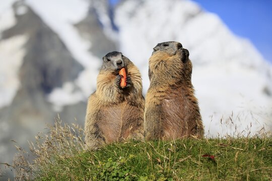 Alpine Marmot (Marmota marmota), adult, pair, standing upright, feeding, eating carrot, Gro&szlig;glockner Massif, Hohe Tauern National Park, Alps, Austria