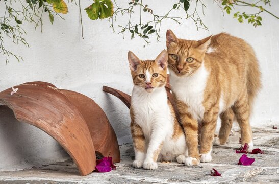 Tabby cat with kitten, Paros, Cyclades, Aegean Sea, Greece