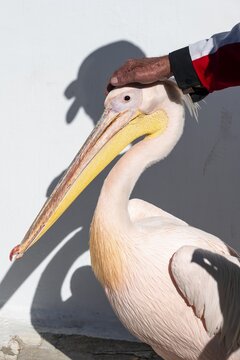 Hand stroking pelican Petros II, Parika, Paros, Cyclades, Aegean Sea, Greece
