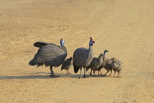 Helmeted guinea fowl (Numida meleagris), group, adult, juveniles, chicks, alert, foraging, on track, Pilanesberg National Park, North West Province, South Africa