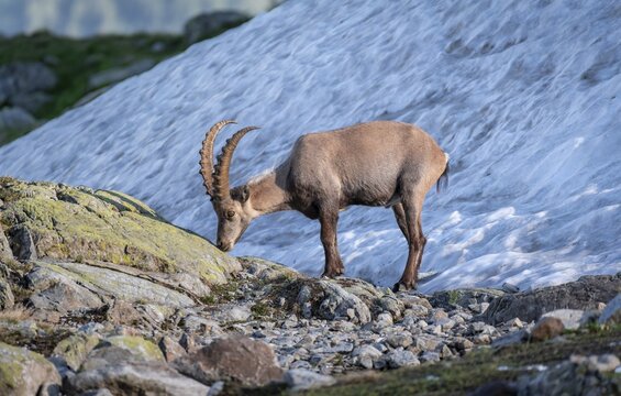 Alpine Ibex (Capra ibex) in front of Snowfield, Mont Blanc Massif, Chamonix, France