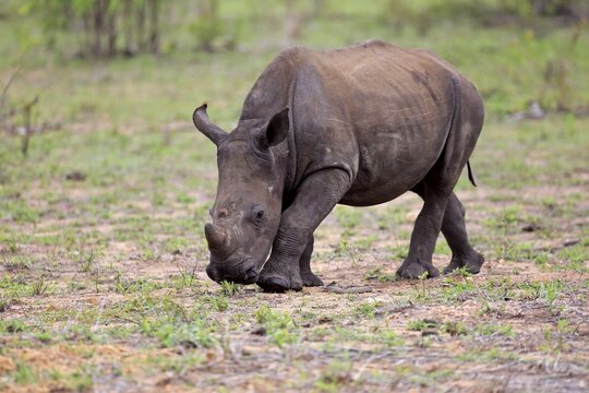 White rhinoceros (Ceratotherium simum), half adult young animal, walking, foraging, pachyderm, Kruger National Park, South Africa