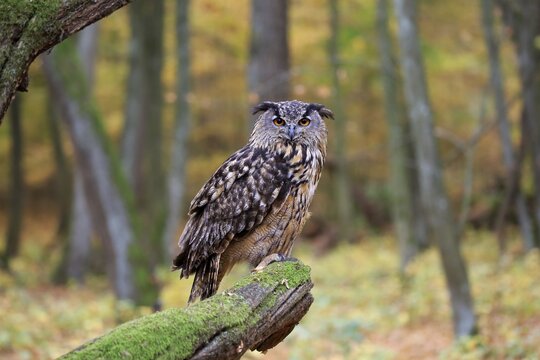 European Eurasian eagle-owl (Bubo bubo), adult, sits on mossed tree trunk, Slovakia