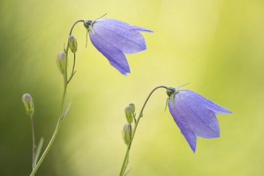 Harebell (Campanula rotundifolia), Vosges, Alsace-Lorraine, France