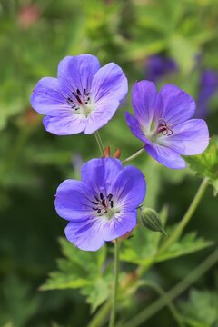 Himalayan crane's-bill (Geranium himalayense), flowering, blue flowers, perennial plant, Germany
