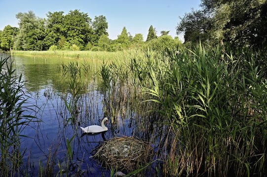 Mute swan (Cygnus olor), male swimming in front of nest with four eggs, Cham, Lake Zug, Canton Zug, Switzerland