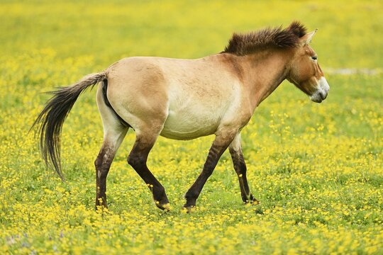 Przewalski's horse (Equus ferus przewalskii), mare on field of flowering buttercup (Ranunculus), running, captive, Switzerland