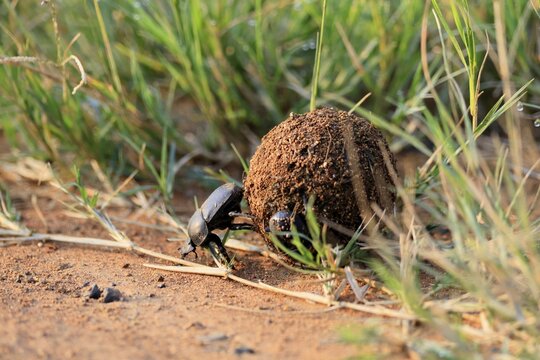 Dung beetle, sacred pill bug (Scarabaeus sacer), adult, rolling dung ball, elephant dung, for egg laying, Pilanesberg National Park, North West Province, South Africa