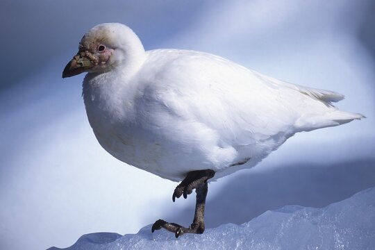Snowy Sheatbill (Chionis albus), Paulet Island, Antarctica