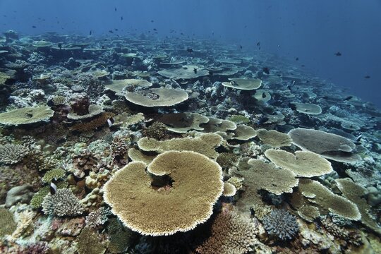 Reef flat with Acropora table coral (Acropora hyacinthus), Indian Ocean, Bolifushi, South Mal&eacute; Atoll, Maldives