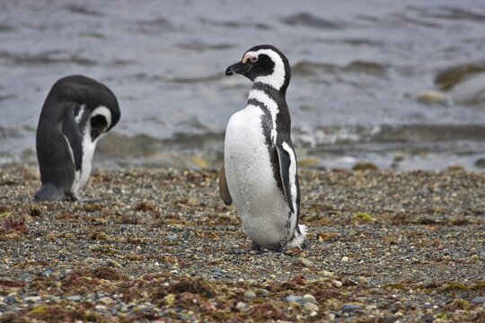 Magellan Penguins (Spheniscus magellanicus), Patagonia, Chile, South America