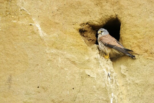 Common kestrel (Falco tinnunculus), sitting at the entrance to its natural nesting hole