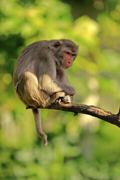 Rhesus macaque (Macaca mulatta), adult, sitting on branch, captive, Germany