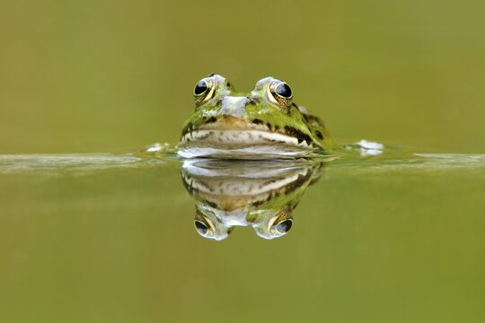Water frog (Rana esculenta, Pelophylax kl. esculentus) with reflection