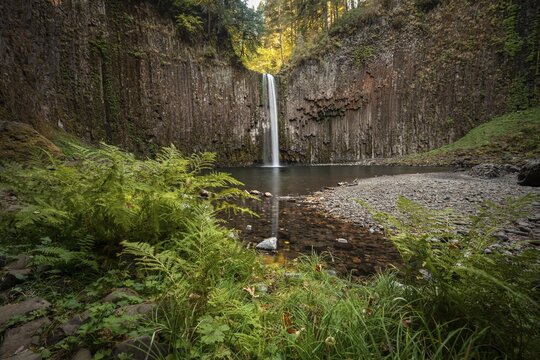 Waterfall, rock face with basalt columns, fern on the bank, Abiqua Falls, Oregon, USA