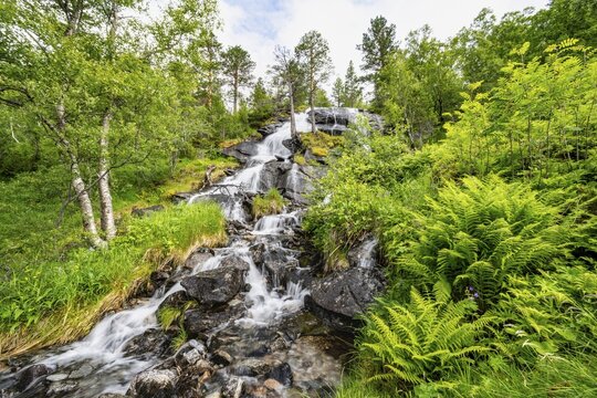 Waterfall in forest between birches and fern, long exposure, Innerdalen, Hochtal, Sunndal, M&oslash;re og Romsdal, Vestlandet, Norway