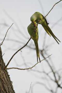 Rose-ringed parakeets (Psittacula krameri), Rhineland-Palatinate, Germany