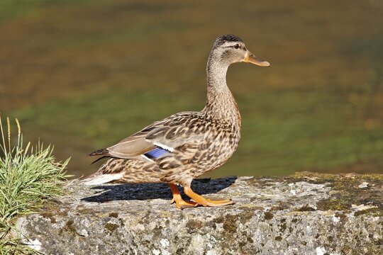 Mallard Duck (Anas platyrhynchos), female, Pottenstein, Franconian Switzerland, Bavaria, Germany, Europe