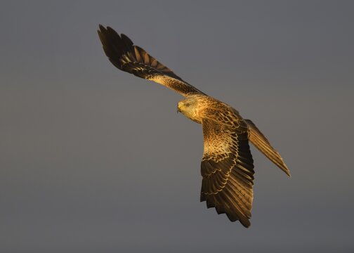 Red kite (Milvus milvus), in flight, spotlight, in front of dark stormy sky, Extremadura, Spain