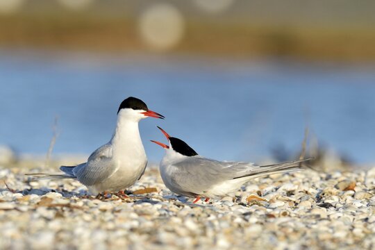 Common Terns (Sterna hirundo), displaying, in preparation for mating, Ouedeschild, Texel, Texel, West Frisian Islands, province of North Holland, The Netherlands