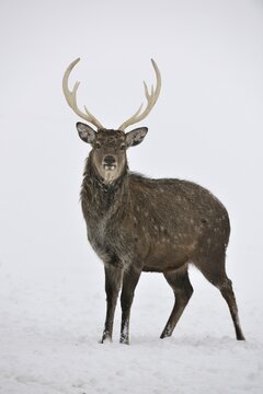 Sika deer (Cervus nippon), captive, Upper Austria, Austria Europe