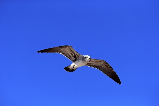 Laughing Gull (Larus atricilla), flying, Sanibel Island, Florida, USA