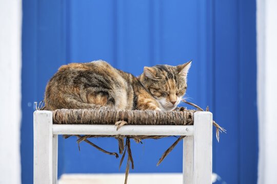 Cat lying on chair, Parika, Paros, Cyclades, Aegean Sea, Greece